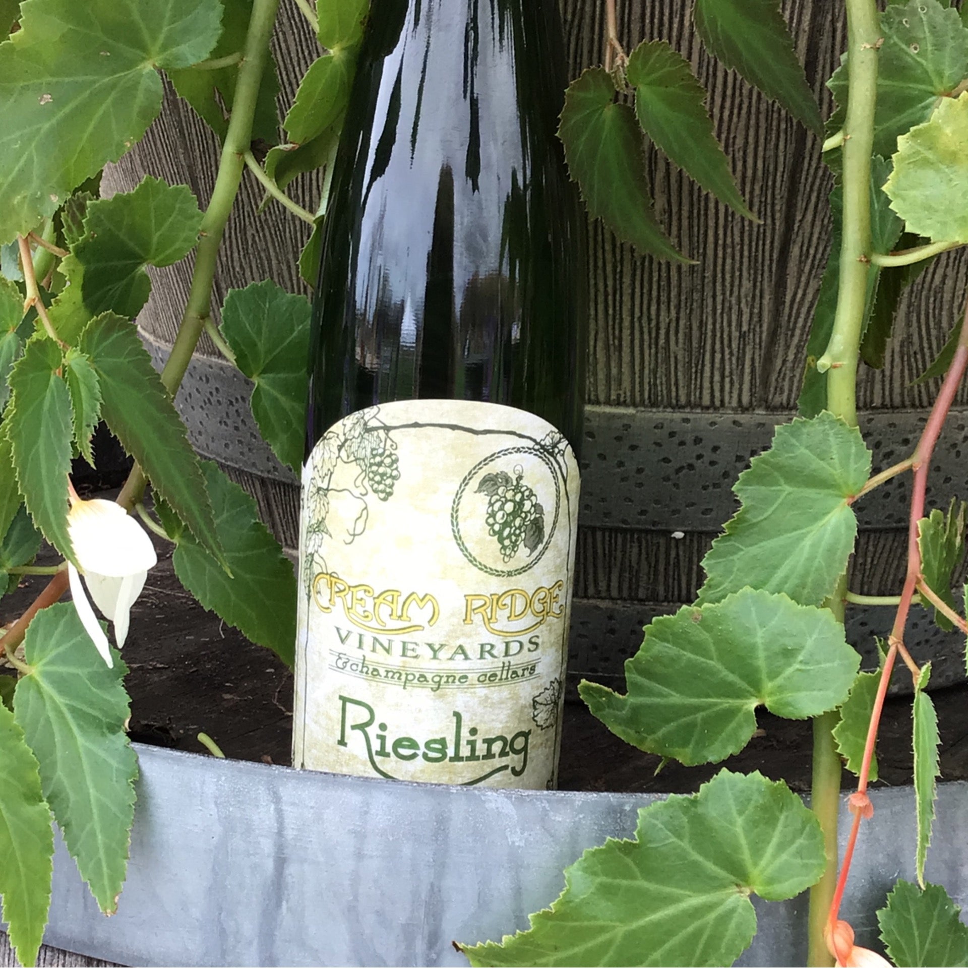 Cread Ridge Winery Dry Riesling | Cream Ridge Winery